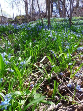 blue squill