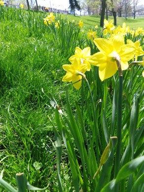 daffodils