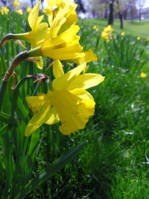 daffodil