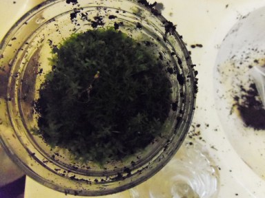 make an indoor moss planter
