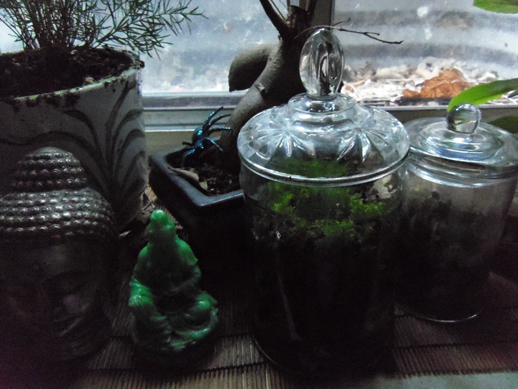 how to make a moss terrarium
