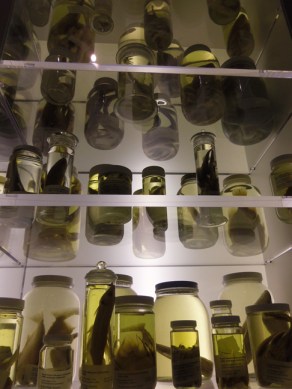 specimens at royal ontario museum