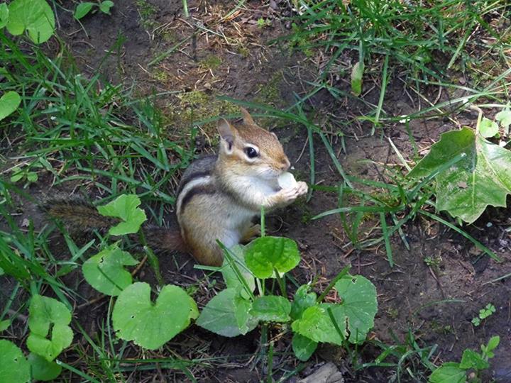 chipmunk eating chips