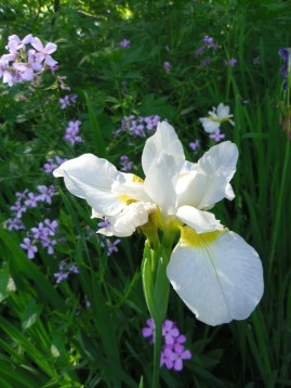 white iris flower