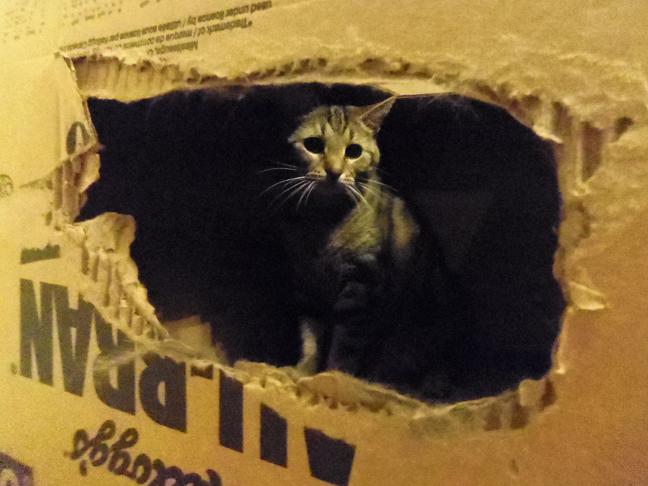 cat in a box
