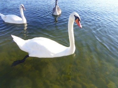swans