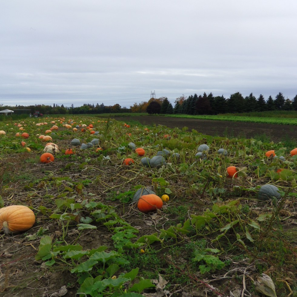 pumpkin patch