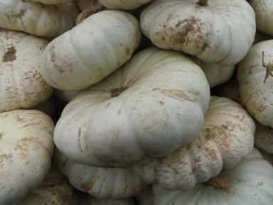 white pumpkins gourds