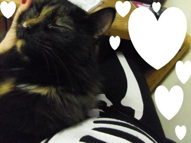 Aw giant snuggly kitty.