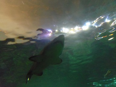 toronto aquarium
