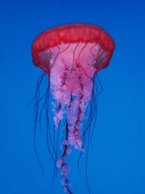 toronto aquarium jelly