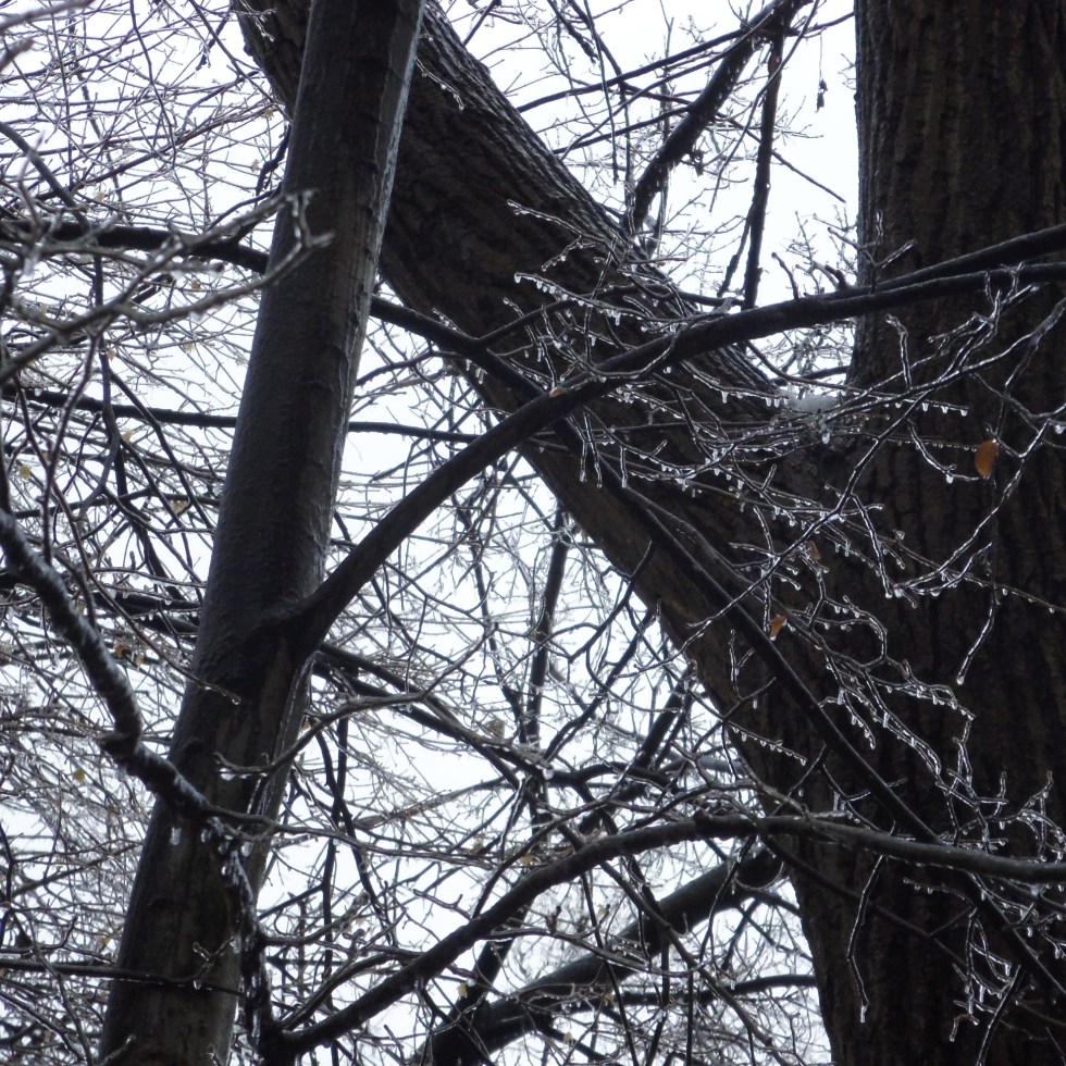 toronto ice storm 2013