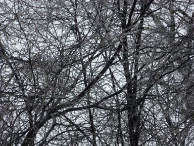 toronto ice storm 2013