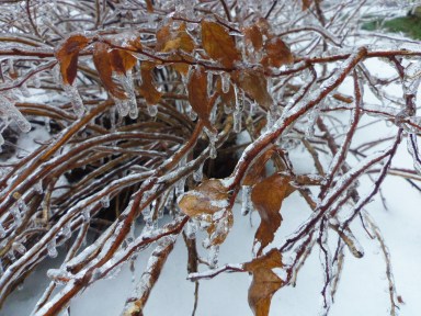 ice on branches