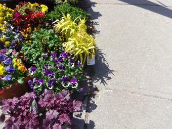spring flower shopping