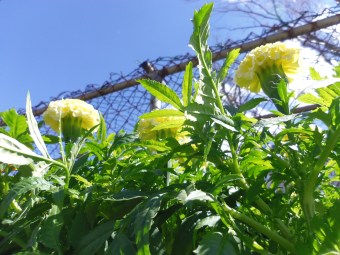 yellow flowers against a blue sky