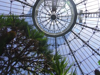 allan gardens toronto inside