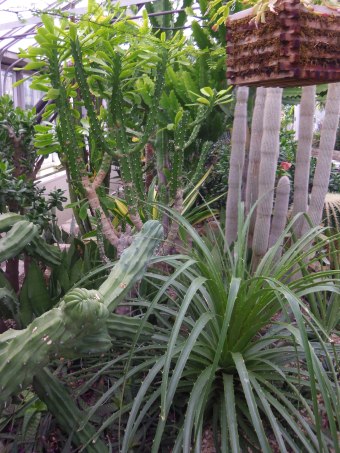 allan gardens cacti toronto