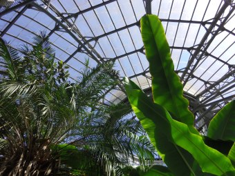 allan gardens toronto