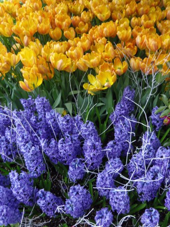 allan gardens toronto