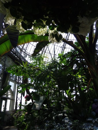 allan gardens toronto palm