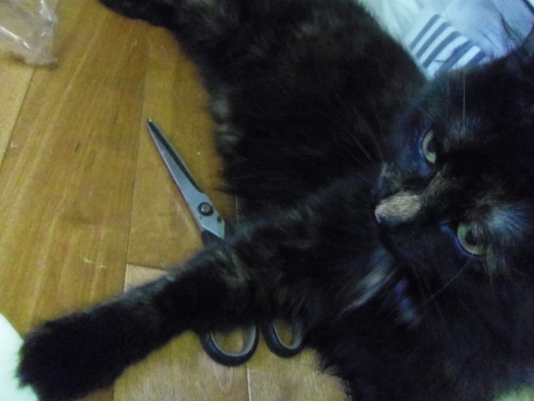 As always our tutorials are intended to be performed under feline supervision.