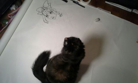 cat watching drawing