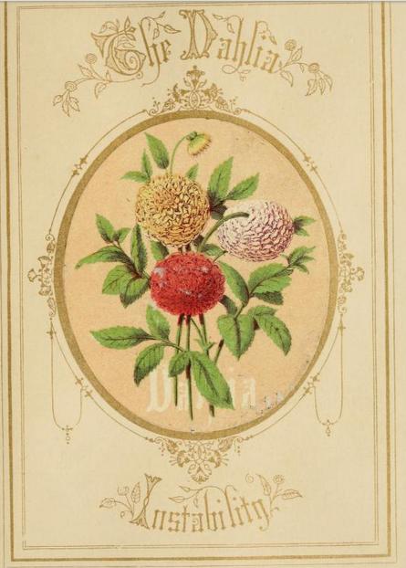 victorian language of flowers dahlia