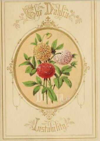 victorian language of flowers dahlia