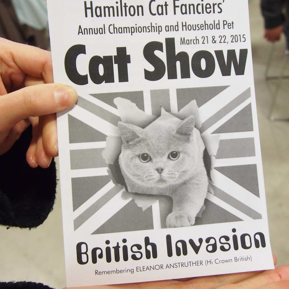 hamilton cat fanciers cat show british invasion