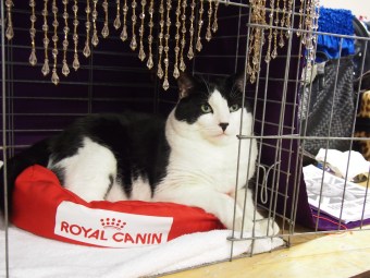 hamilton cat fanciers cat show 2015