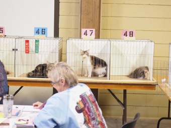 hamilton cat show 2015