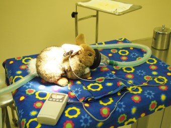 toronto wildlife centre open house 2015