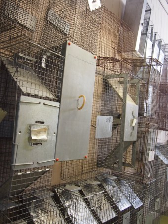 toronto wildlife centre open house 2015