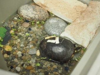 toronto wildlife centre open house 2015