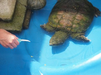 toronto wildlife centre open house 2015