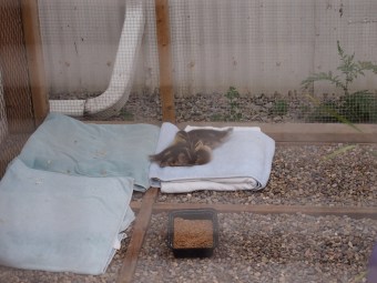 toronto wildlife centre open house 2015