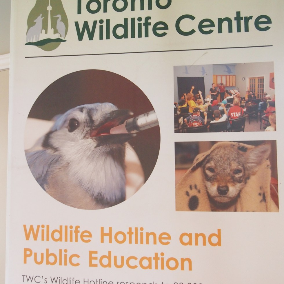 http://www.torontowildlifecentre.com/donate/wish-list/