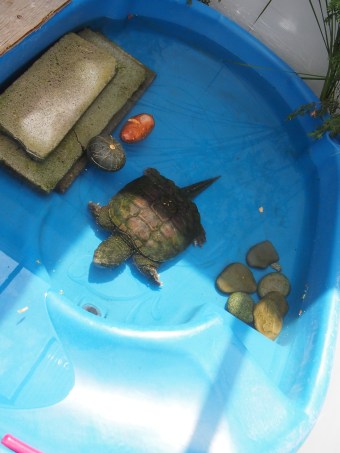 toronto wildlife centre open house 2015