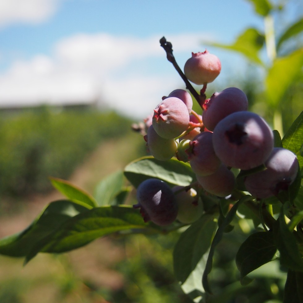 blueberry picking wilmot orchards ontario