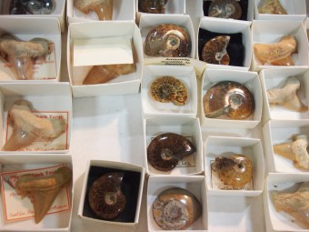 gemboree rock and mineral show 2015 fossils