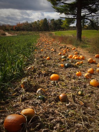 pumpkin picking andrews scenic acres