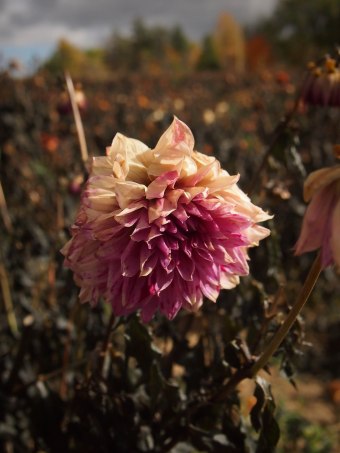 dahlia field in october in ontario canada