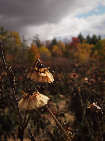 dahlia field in october in ontario canada