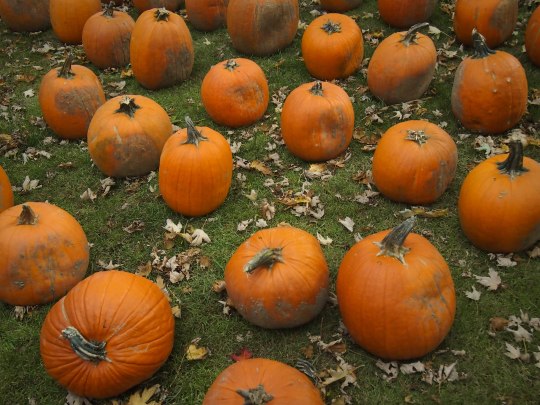 pumpkin picking ontario