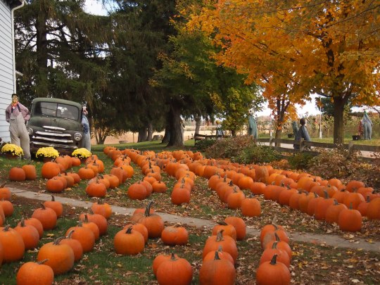 pumpkin picking ontario