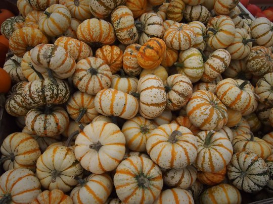 gourds andrews scenic acres ontario