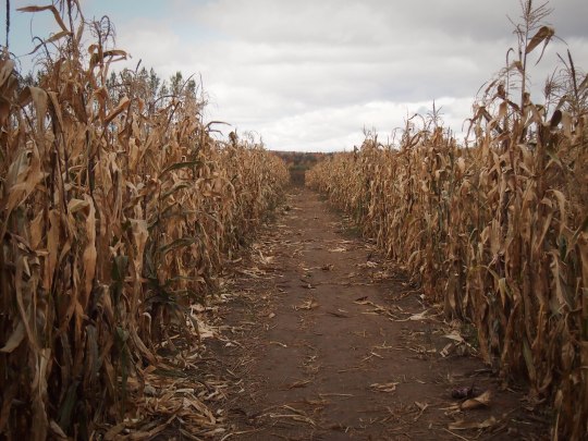 corn field andrews scenic acres ontario