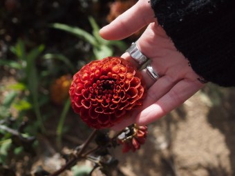 dahlia field in october in ontario canada