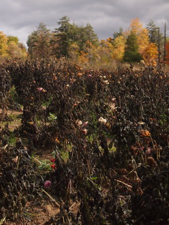 dahlia field in october in ontario canada
